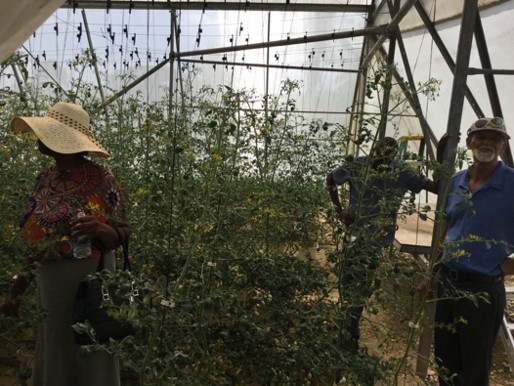 Protected agriculture and greenhouse farming in St. Elizabeth, Jamaica