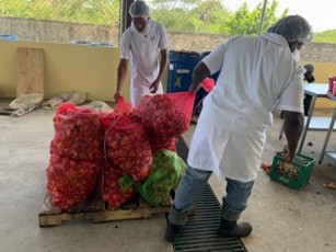 Protected agriculture and greenhouse farming in St. Elizabeth, Jamaica